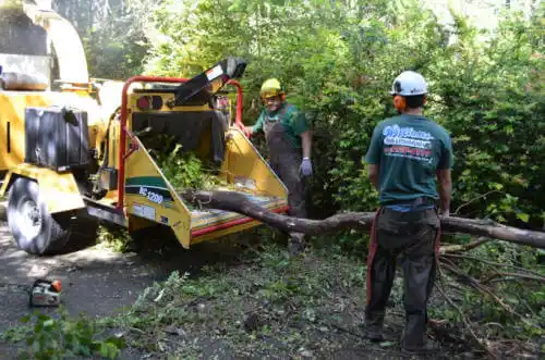 tree services Jan Phyl Village